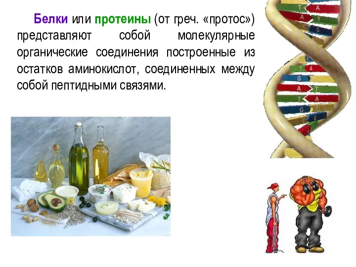 Белки или протеины (от греч. «протос») представляют собой молекулярные органические