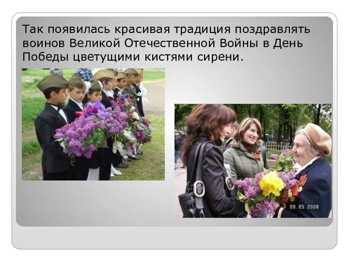 Так появилась красивая традиция поздравлять воинов Великой Отечественной Войны в День Победы цветущими кистями сирени.