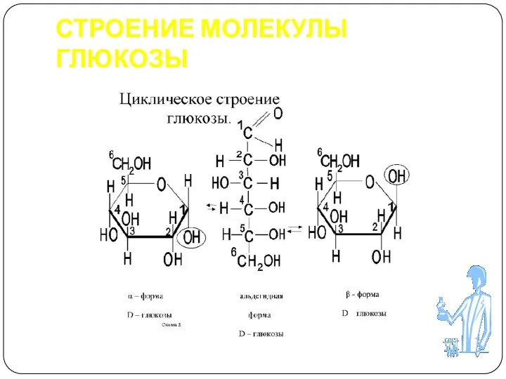 СТРОЕНИЕ МОЛЕКУЛЫ ГЛЮКОЗЫ