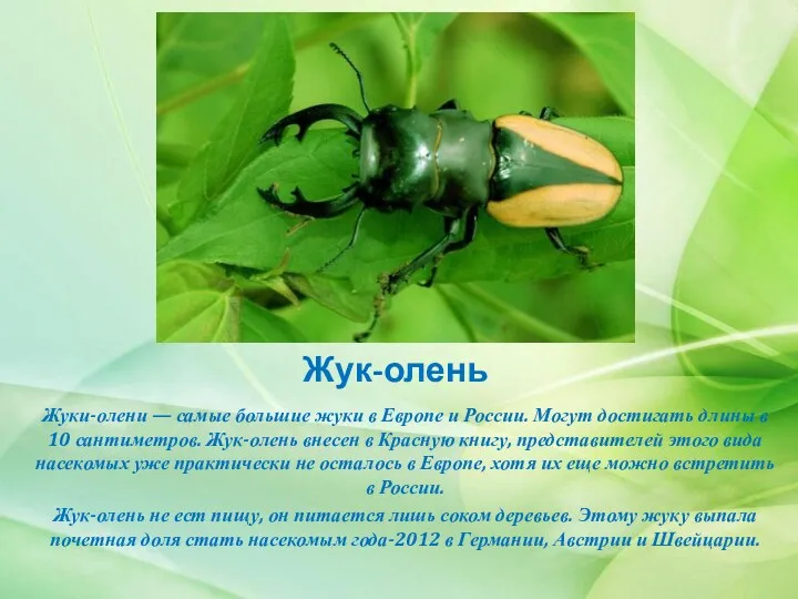 Жук-олень Жуки-олени — самые большие жуки в Европе и России. Могут достигать длины