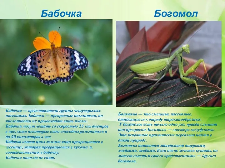 Бабочка Богомол Богомолы — это смешные насекомые, относящиеся к отряду тараканообразных. У богомолов