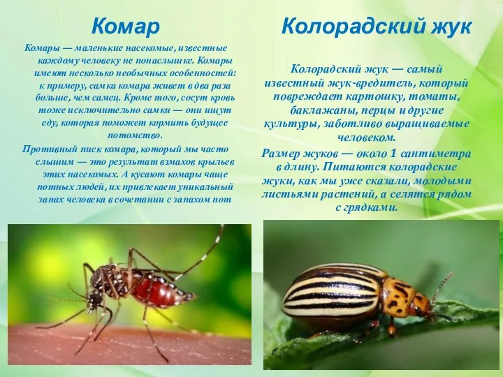 Комар Колорадский жук Колорадский жук — самый известный жук-вредитель, который повреждает картошку, томаты,