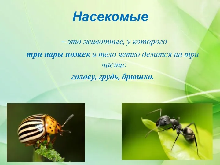 Насекомые – это животные, у которого три пары ножек и тело четко делится