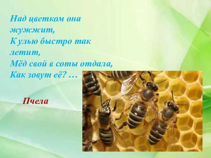 Над цветком она жужжит, К улью быстро так летит, Мёд свой в соты