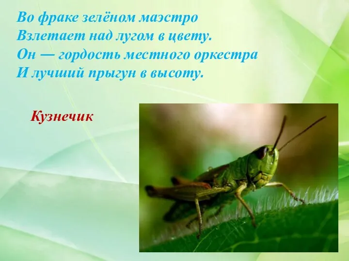 Во фраке зелёном маэстро Взлетает над лугом в цвету. Он — гордость местного