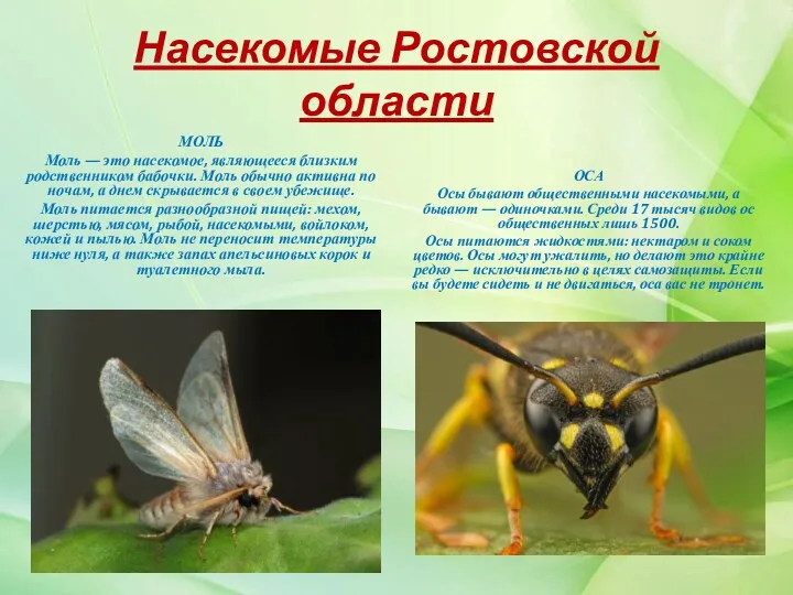 Насекомые Ростовской области МОЛЬ Моль — это насекомое, являющееся близким родственником бабочки. Моль