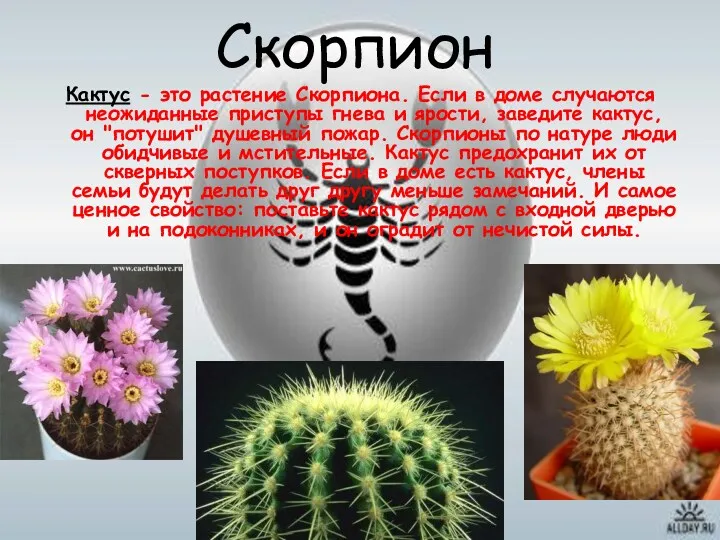 Скорпион Кактус - это растение Скорпиона. Если в доме случаются