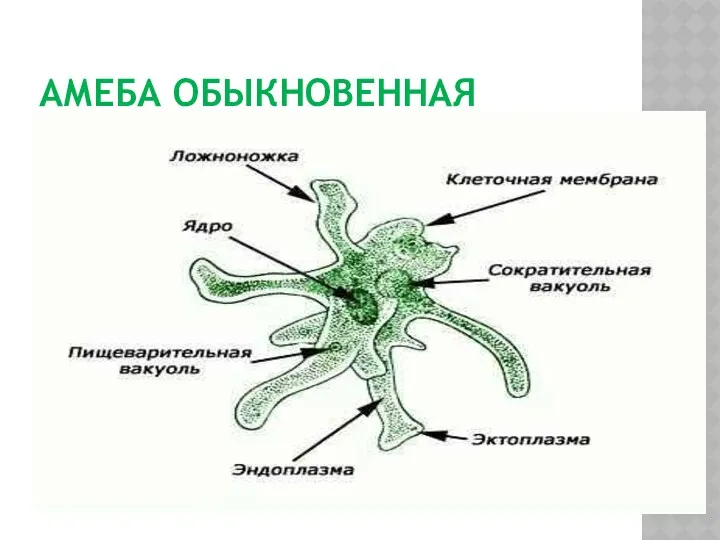 Амеба обыкновенная