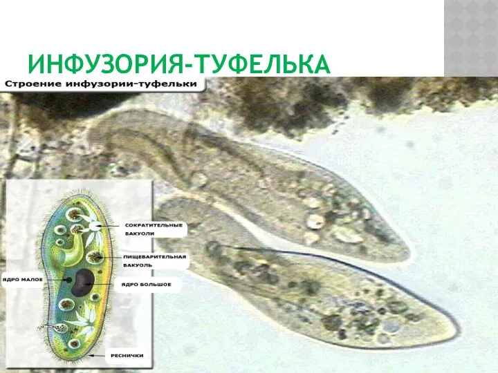 Инфузория-туфелька