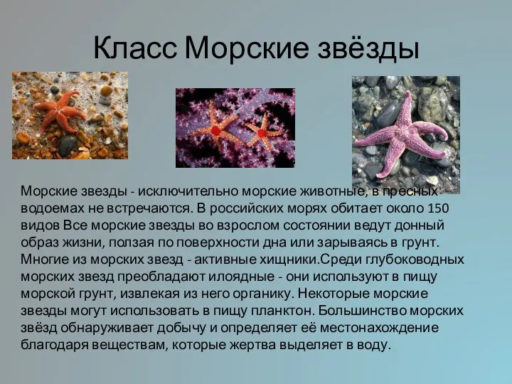 Класс Морские звёзды Морские звезды - исключительно морские животные, в