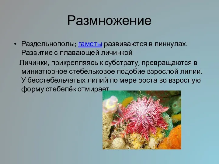 Размножение Раздельнополы; гаметы развиваются в пиннулах. Развитие с плавающей личинкой