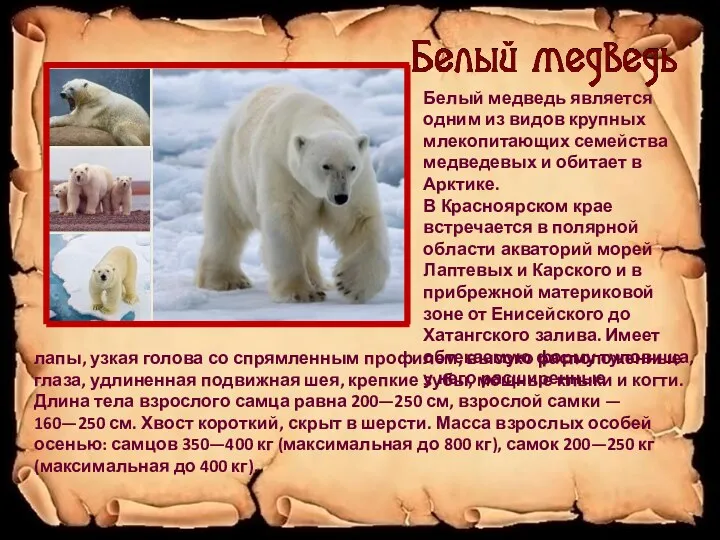 Белый медведь является одним из видов крупных млекопитающих семейства медведевых