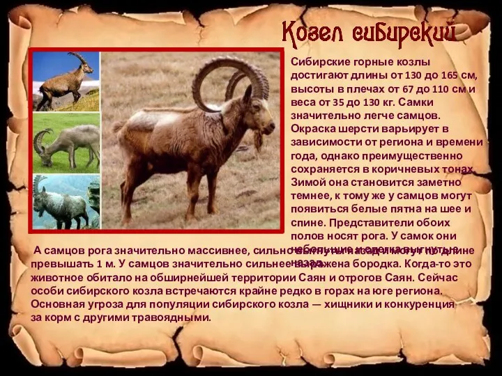 Сибирские горные козлы достигают длины от 130 до 165 см,
