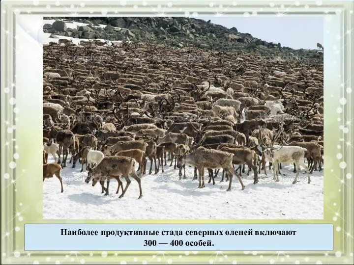 Наиболее продуктивные стада северных оленей включают 300 — 400 особей.