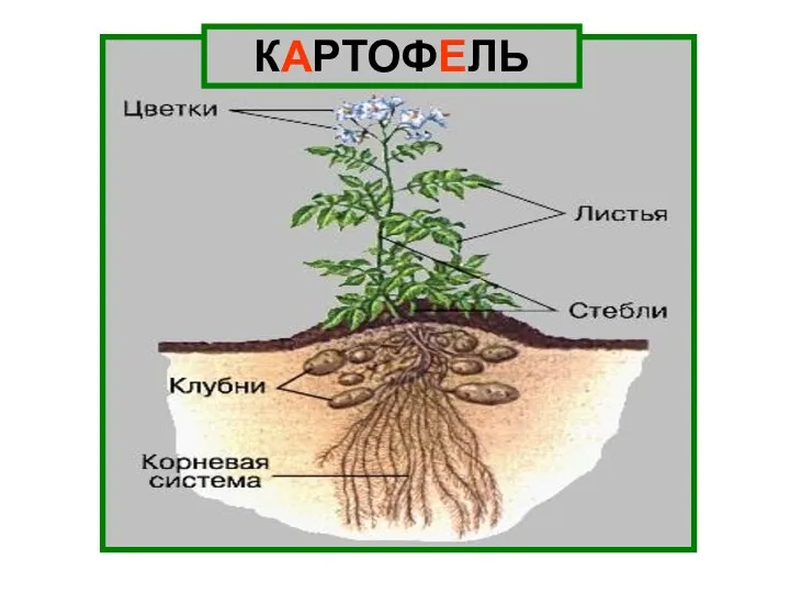 КАРТОФЕЛЬ