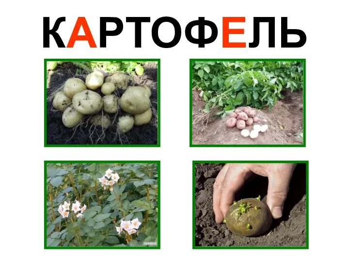 КАРТОФЕЛЬ