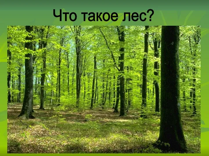 Что такое лес?