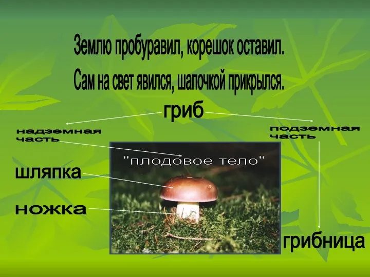 Землю пробуравил, корешок оставил. Сам на свет явился, шапочкой прикрылся.