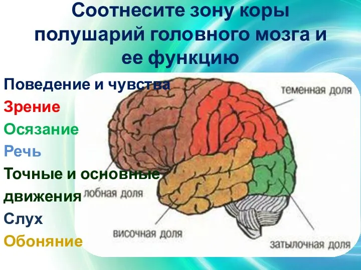 Соотнесите зону коры полушарий головного мозга и ее функцию Поведение и чувства Зрение