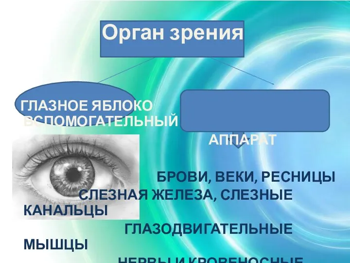 Орган зрения ГЛАЗНОЕ ЯБЛОКО ВСПОМОГАТЕЛЬНЫЙ АППАРАТ БРОВИ, ВЕКИ, РЕСНИЦЫ СЛЕЗНАЯ ЖЕЛЕЗА, СЛЕЗНЫЕ КАНАЛЬЦЫ