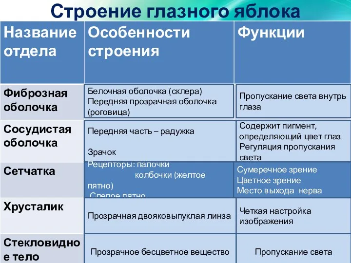 Строение глазного яблока Белочная оболочка (склера) Передняя прозрачная оболочка (роговица) Пропускание света внутрь