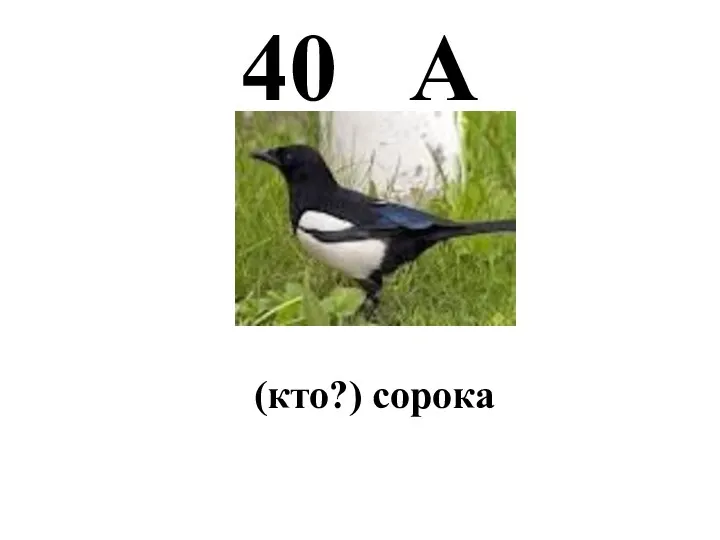 40 А (кто?) сорока