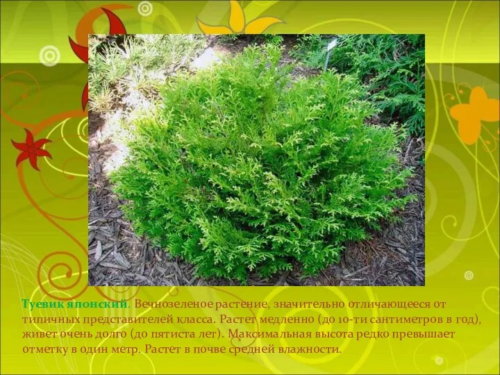 Туевик японский. Вечнозеленое растение, значительно отличающееся от типичных представителей класса.