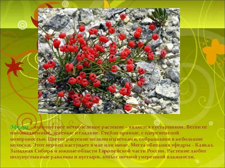 Эфедра – многолетнее вечнозеленое растение – является кустарником. Ветви ее