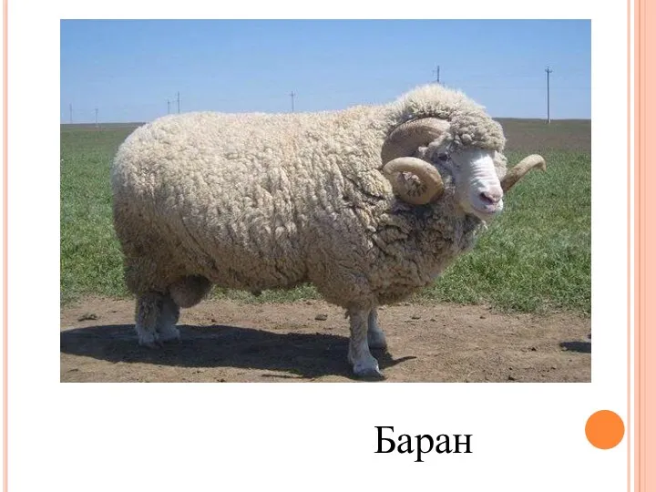 Баран