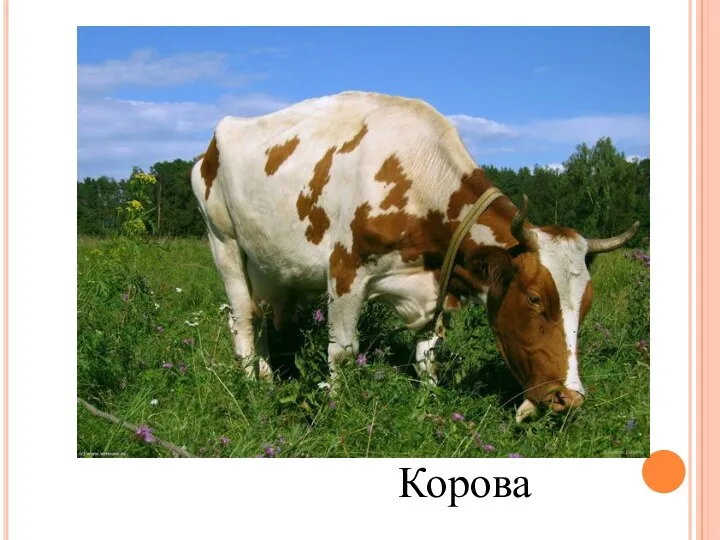 Корова