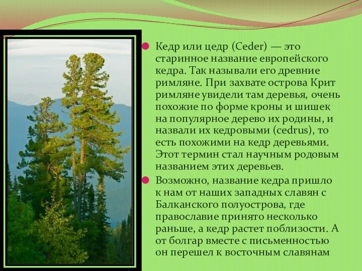 Кедр или цедр (Ceder) — это старинное название европейского кедра.