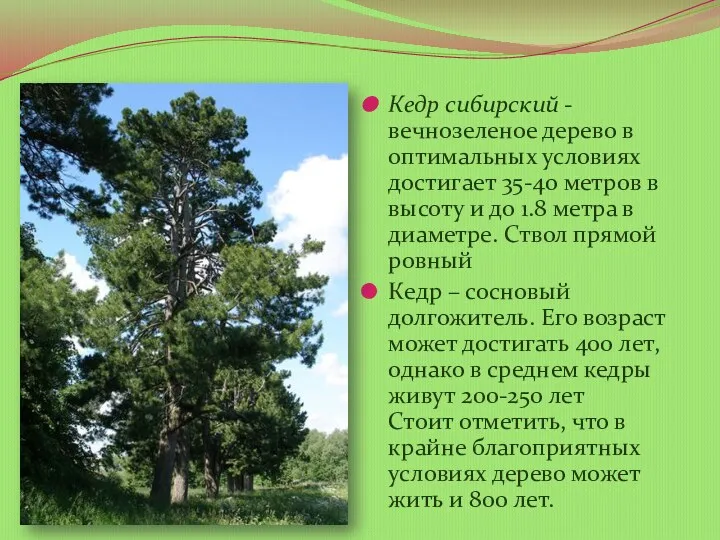 Кедр сибирский - вечнозеленое дерево в оптимальных условиях достигает 35-40