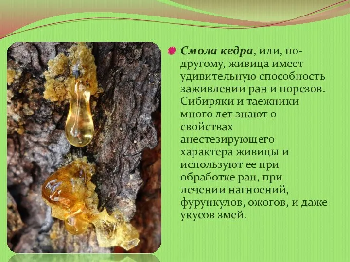 Смола кедра, или, по-другому, живица имеет удивительную способность заживлении ран