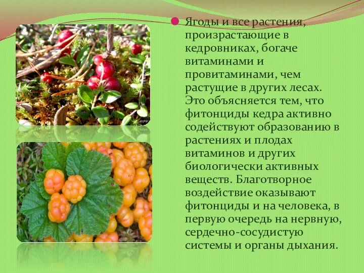 Ягоды и все растения, произрастающие в кедровниках, богаче витаминами и