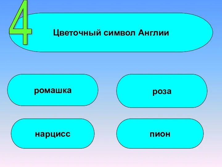 Цветочный символ Англии ромашка нарцисс роза пион 4