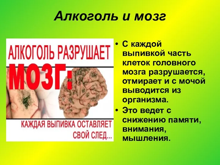 Алкоголь и мозг С каждой выпивкой часть клеток головного мозга разрушается, отмирает и