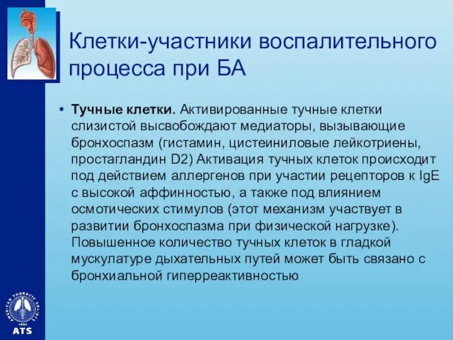 Клетки-участники воспалительного процесса при БА Тучные клетки. Активированные тучные клетки