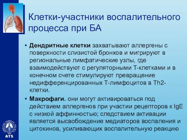 Клетки-участники воспалительного процесса при БА Дендритные клетки захватывают аллергены с