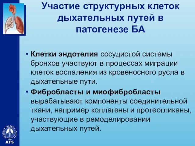 Участие структурных клеток дыхательных путей в патогенезе БА Клетки эндотелия