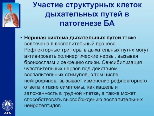 Участие структурных клеток дыхательных путей в патогенезе БА Нервная система