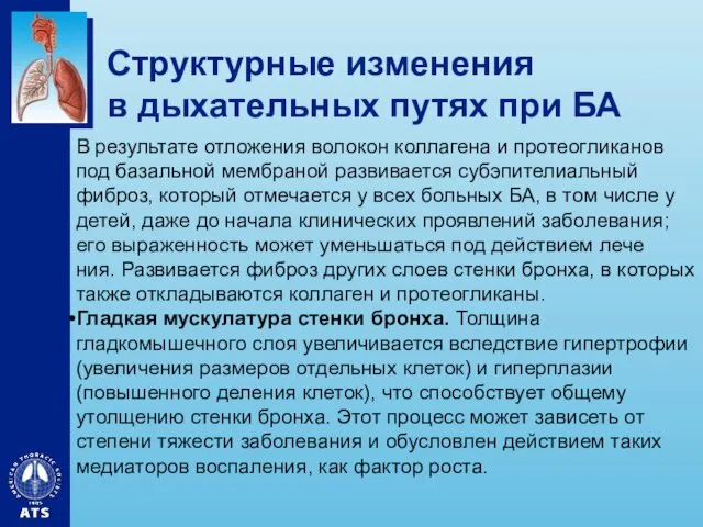 Структурные изменения в дыхательных путях при БА В результате отложения