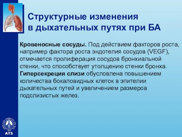 Структурные изменения в дыхательных путях при БА Кровеносные сосуды. Под