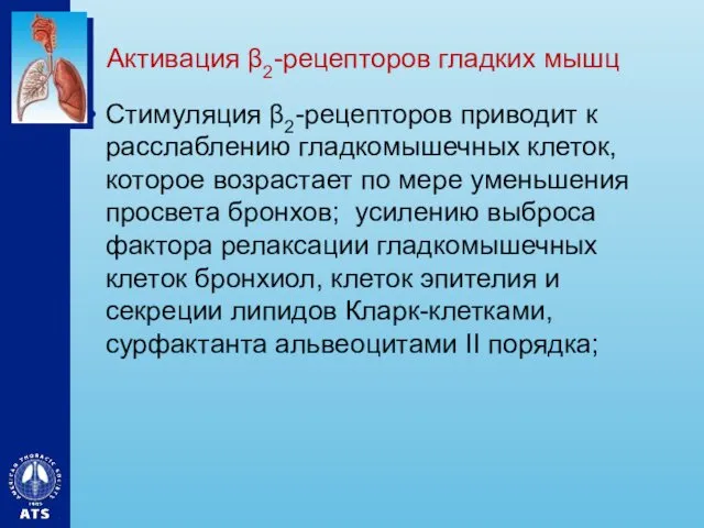 Активация β2-рецепторов гладких мышц Стимуляция β2-рецепторов приводит к расслаблению гладкомышечных