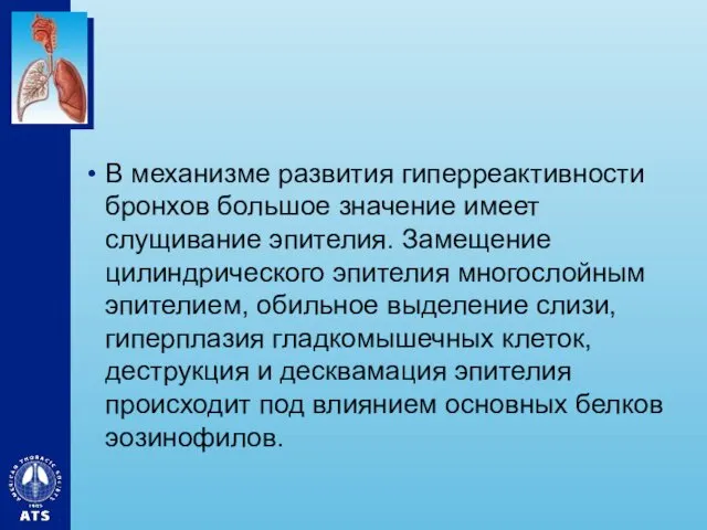 В механизме развития гиперреактивности бронхов большое значение имеет слущивание эпителия.