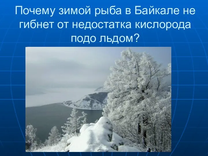 Почему зимой рыба в Байкале не гибнет от недостатка кислорода подо льдом?