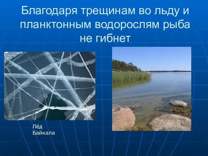 Благодаря трещинам во льду и планктонным водорослям рыба не гибнет Лёд Байкала