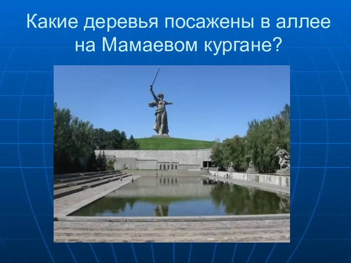 Какие деревья посажены в аллее на Мамаевом кургане?