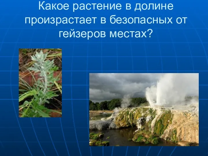 Какое растение в долине произрастает в безопасных от гейзеров местах?