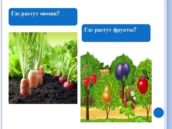 Где растут овощи? Где растут фрукты?