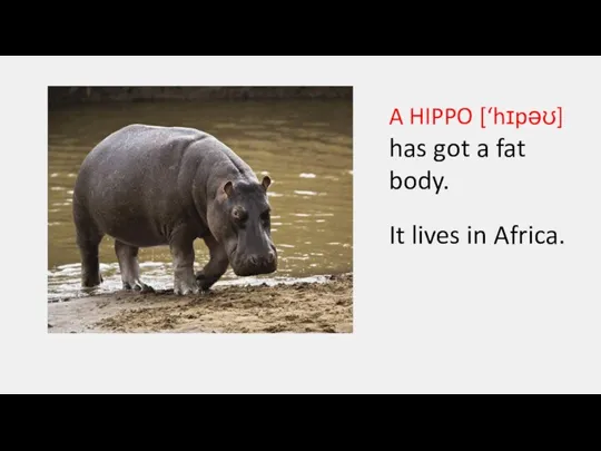A HIPPO [‘hɪpəʊ] has got a fat body. It lives in Africa.